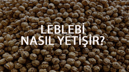 Leblebi Nasıl Yetişir Leblebi Türkiyede En Çok Ve En İyi Nerede Yetişir Ve Nasıl Yetiştirilir