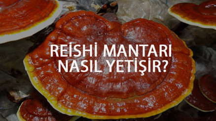 Reishi Mantarı Nasıl Yetişir Reishi Mantarı Türkiyede En Çok Ve En İyi Nerede Yetişir Ve Nasıl Yetiştirilir Reishi Mantarı Nasıl Yetişir Reishi Mantarı Türkiyede En Çok Ve En İyi Nerede Yetişir Ve Nasıl Yetiştirilir
