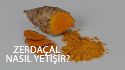 Zerdeçal Nasıl Yetişir Zerdeçal Türkiyede En Çok Ve En İyi Nerede Yetişir Ve Nasıl Yetiştirilir