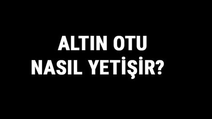 Altın Otu Nasıl Yetişir Altın Otu Türkiyede En Çok Ve En İyi Nerede Yetişir Ve Nasıl Yetiştirilir