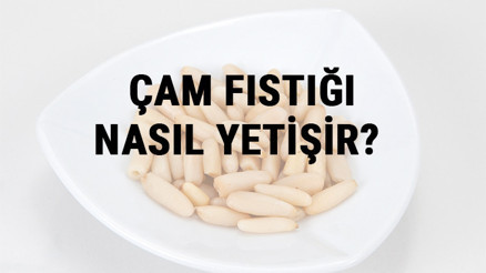 Çam Fıstığı Nasıl Yetişir Çam Fıstığı Türkiyede En Çok Ve En İyi Nerede Yetişir Ve Nasıl Yetiştirilir