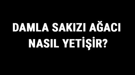 Damla Sakızı Ağacı Nasıl Yetişir Damla Sakızı Ağacı Türkiyede En Çok Ve En İyi Nerede Yetişir Ve Nasıl Yetiştirilir