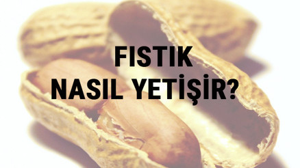 Fıstık Nasıl Yetişir Fıstık Türkiyede En Çok Ve En İyi Nerede Yetişir Ve Nasıl Yetiştirilir