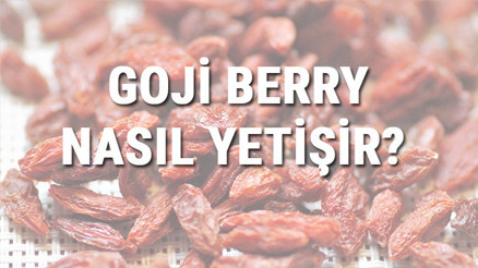 Goji Berry Nasıl Yetişir Goji Berry Türkiyede En Çok Ve En İyi Nerede Yetişir Ve Nasıl Yetiştirilir
