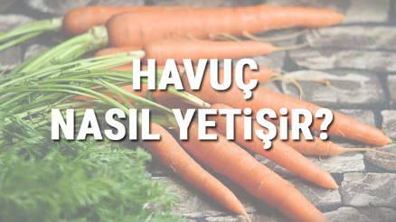 Havuç Nasıl Yetişir Havuç Türkiyede En Çok Ve En İyi Nerede Yetişir Ve Nasıl Yetiştirilir