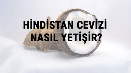 Hindistan Cevizi Nasıl Yetişir Hindistan Cevizi Türkiyede En Çok Ve En İyi Nerede Yetişir Ve Nasıl Yetiştirilir