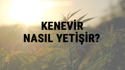Kenevir Nasıl Yetişir Kenevir Türkiyede En Çok Ve En İyi Nerede Yetişir Ve Nasıl Yetiştirilir