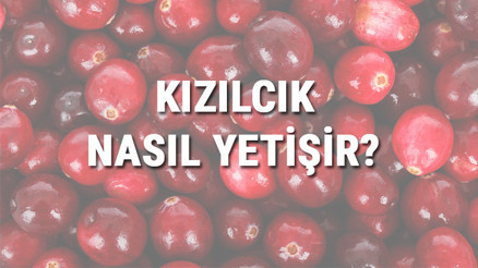 Kızılcık Nasıl Yetişir Kızılcık Türkiyede En Çok Ve En İyi Nerede Yetişir Ve Nasıl Yetiştirilir Kızılcık Nasıl Yetişir Kızılcık Türkiyede En Çok Ve En İyi Nerede Yetişir Ve Nasıl Yetiştirilir