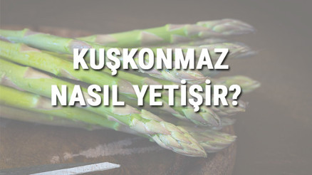 Kuşkonmaz Nasıl Yetişir Kuşkonmaz Türkiyede En Çok Ve En İyi Nerede Yetişir Ve Nasıl Yetiştirilir