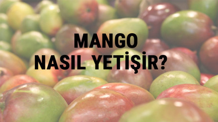 Mango Nasıl Yetişir Mango Türkiyede En Çok Ve En İyi Nerede Yetişir Ve Nasıl Yetiştirilir Mango Nasıl Yetişir Mango Türkiyede En Çok Ve En İyi Nerede Yetişir Ve Nasıl Yetiştirilir
