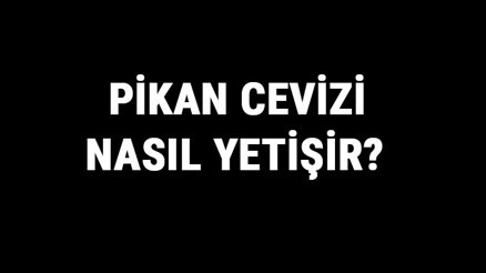Pikan Cevizi Nasıl Yetişir Pikan Cevizi Türkiyede En Çok Ve En İyi Nerede Yetişir Ve Nasıl Yetiştirilir