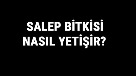 Salep Bitkisi Nasıl Yetişir Salep Bitkisi Türkiyede En Çok Ve En İyi Nerede Yetişir Ve Nasıl Yetiştirilir