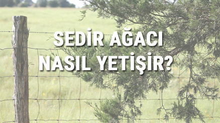 Sedir Ağacı Nasıl Yetişir Sedir Ağacı Türkiyede En Çok Ve En İyi Nerede Yetişir Ve Nasıl Yetiştirilir