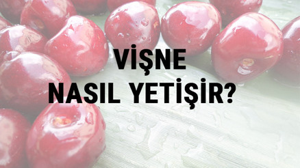 Vişne Nasıl Yetişir Vişne Türkiyede En Çok Ve En İyi Nerede Yetişir Ve Nasıl Yetiştirilir Vişne Nasıl Yetişir Vişne Türkiyede En Çok Ve En İyi Nerede Yetişir Ve Nasıl Yetiştirilir