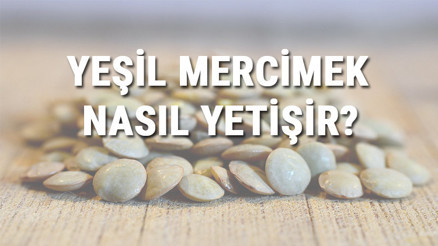 Yeşil Mercimek Nasıl Yetişir Yeşil Mercimek Türkiyede En Çok Ve En İyi Nerede Yetişir Ve Nasıl Yetiştirilir Yeşil Mercimek Nasıl Yetişir Yeşil Mercimek Türkiyede En Çok Ve En İyi Nerede Yetişir Ve Nasıl Yetiştirilir