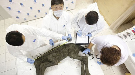 Bilim insanları 50 bin yıl öncesinin virüslerini araştırmaya başladı