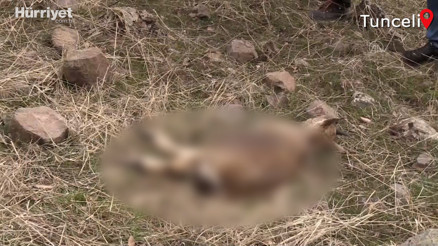 Yukarı Oyumca Köyündeki yaban keçisi ölümlerinin sebebi araştırılıyor