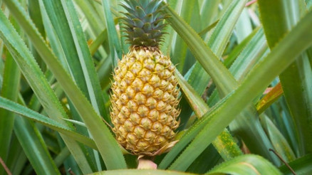 Ananas Nasıl Yetişir Ananas Türkiyede En Çok Ve En İyi Nerede Yetişir Ve Nasıl Yetiştirilir