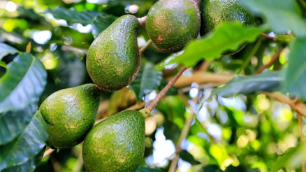 Avokado Nasıl Yetişir Avokado Türkiyede En Çok Ve En İyi Nerede Yetişir Ve Nasıl Yetiştirilir