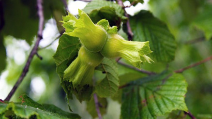 Fındık Nasıl Yetişir Fındık Türkiyede En Çok Ve En İyi Nerede Yetişir Ve Nasıl Yetiştirilir