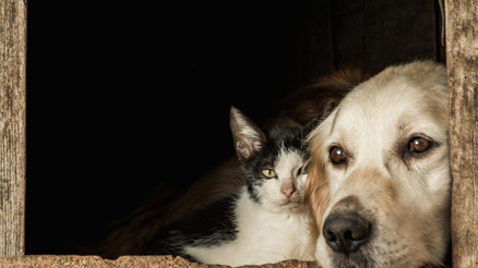 Kedi köpek sahipleri dikkat: Yeni dönem başlıyor