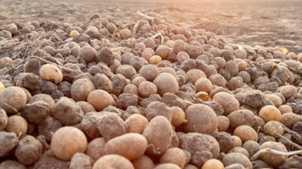 Patates Nasıl Yetişir Patates Türkiyede En Çok Ve En İyi Nerede Yetişir Ve Nasıl Yetiştirilir