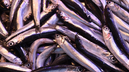 Hamsinin fiyatı 3e katlanıyor Hamsinin fiyatı 3e katlanıyor