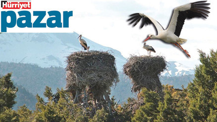 Leylekler gelmeye başladı bile...