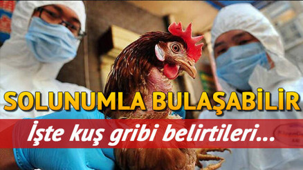 Kuş gribi nedir ve nasıl bulaşır Kuş gribi belirtileri ve tedavisi (aşısı) ile ilgili bilgiler Kuş gribi nedir ve nasıl bulaşır Kuş gribi belirtileri ve tedavisi (aşısı) ile ilgili bilgiler