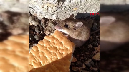 Sosyal medyada büyük ilgi gördü... Bahçesindeki fareyi bisküvi ile besliyor