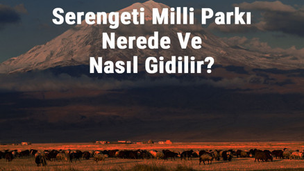 Serengeti Milli Parkı Nerede Ve Nasıl Gidilir Serengeti Milli Parkı Konaklama, Kamp, Giriş Ücreti Ve Özellikleri Hakkında Bilgi
