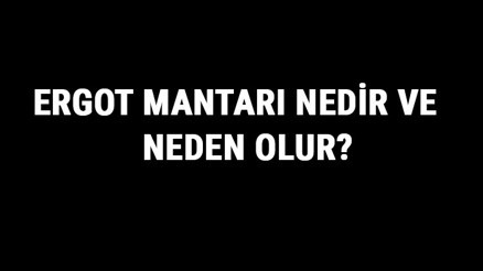 Ergot Mantarı Nedir Ve Neden Olur Çavdar Mahmuzu Hastalığı (Claviceps Purpurea) Hakkında Bilgi
