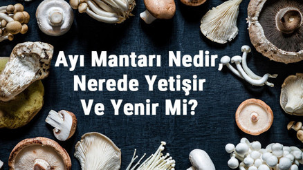 Ayı Mantarı Nedir, Nerede Yetişir Ve Yenir Mi Ayı Mantarı Faydaları, Yetiştiriciliği Ve Özellikleri