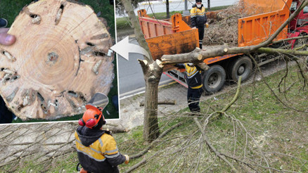 İstanbulun ağaçlarında korkutan tehlike Hepsini tek tek kestiler... İstanbulun ağaçlarında korkutan tehlike Hepsini tek tek kestiler...