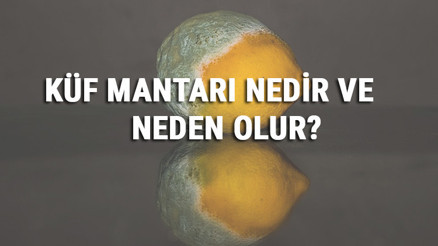 Küf Mantarı Nedir, Neden Oluşur Ve Nasıl Ürer Küf Mantarı Özellikleri Ve Alerjisi Hakkında Bilgi