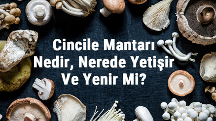 Cincile Mantarı Nedir, Nerede Yetişir Ve Yenir Mi Cincile Mantarı Faydaları, Yetiştiriciliği Ve Özellikleri