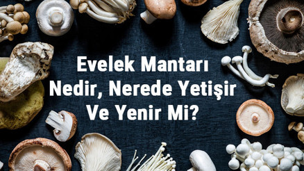 Evelek Mantarı Nedir, Nerede Yetişir Ve Yenir Mi Evelek Mantarı Faydaları, Yetiştiriciliği Ve Özellikleri