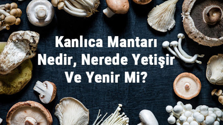 Kanlıca Mantarı Nedir, Nerede Yetişir Ve Yenir Mi Kanlıca (Çam, Dağ & Melki) Mantarı Faydaları, Yetiştiriciliği Ve Özellikleri