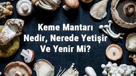 Keme Mantarı Nedir, Nerede Yetişir Ve Yenir Mi Keme Mantarı Faydaları, Yetiştiriciliği Ve Özellikleri