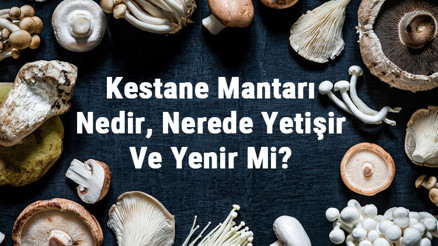Kestane Mantarı Nedir, Nerede Yetişir Ve Yenir Mi Kestane Mantarı Faydaları, Yetiştiriciliği Ve Özellikleri
