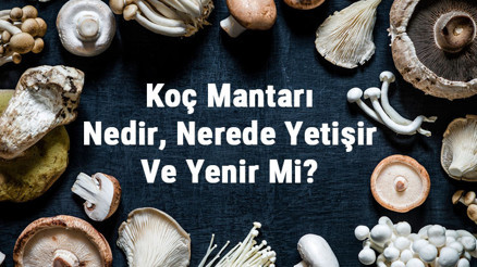 Koç Mantarı Nedir, Nerede Yetişir Ve Yenir Mi Koç Mantarı (Biberli Mantar) Faydaları, Yetiştiriciliği Ve Özellikleri