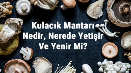 Kulacık Mantarı Nedir, Nerede Yetişir Ve Yenir Mi Kulacık Mantarı Faydaları, Yetiştiriciliği Ve Özellikleri