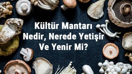 Kültür Mantarı Nedir, Nerede Yetişir Ve Yenir Mi Kültür Mantarı Faydaları, Yetiştiriciliği Ve Özellikleri