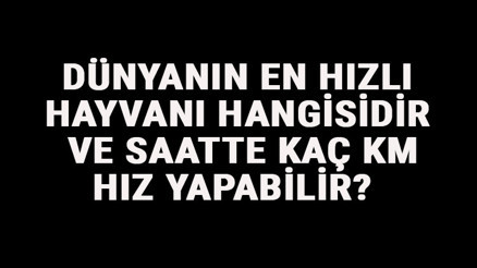 Dünyanın En Hızlı Hayvanı Hangisidir Ve Saatte Kaç Km Hız Yapabilir Dünyanın En Hızlı Hayvanları Sıralaması Ve Listesi Dünyanın En Hızlı Hayvanı Hangisidir Ve Saatte Kaç Km Hız Yapabilir Dünyanın En Hızlı Hayvanları Sıralaması Ve Listesi