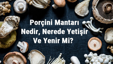 Porçini Mantarı Nedir, Nerede Yetişir Ve Yenir Mi Porçini Mantarı Faydaları, Yetiştiriciliği Ve Özellikleri