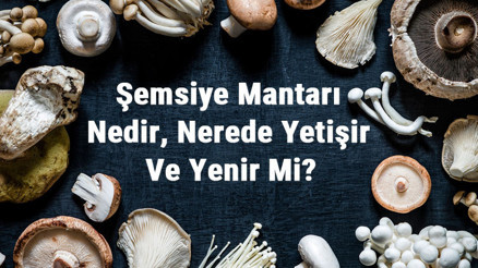 Şemsiye Mantarı Nedir, Nerede Yetişir Ve Yenir Mi Şemsiye Mantarı Faydaları, Yetiştiriciliği Ve Özellikleri