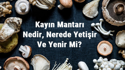 Kayın Mantarı Nedir, Nerede Yetişir Ve Yenir Mi Kayın Mantarı Faydaları, Yetiştiriciliği Ve Özellikleri