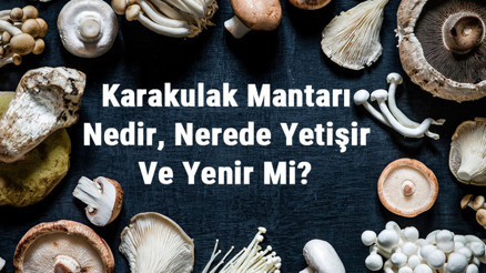 Karakulak Mantarı Nedir, Nerede Yetişir Ve Yenir Mi Karakulak Mantarı Faydaları, Yetiştiriciliği Ve Özellikleri