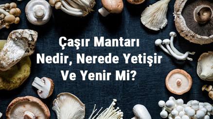 Çaşır Mantarı Nedir, Nerede Yetişir Ve Yenir Mi Çaşır Mantarı Faydaları, Yetiştiriciliği Ve Özellikleri