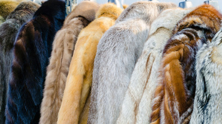 Kürkle gelen tartışma: Hayvan haklarını savunmak için vegan olmak gerekir mi